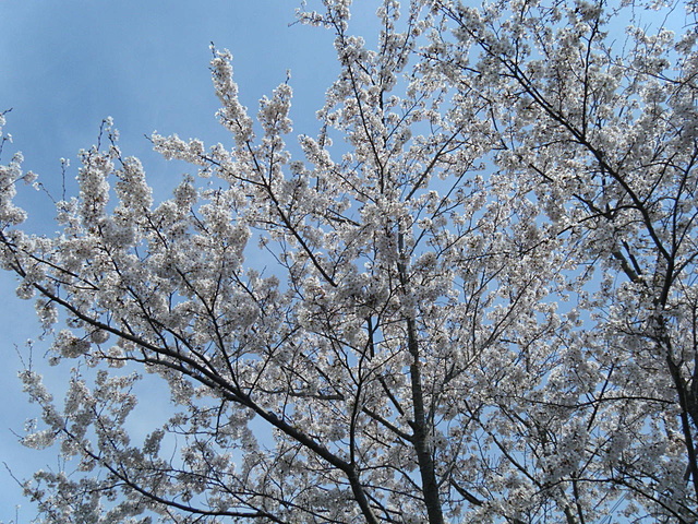 東遠学園　2018年３月26日　満開の桜